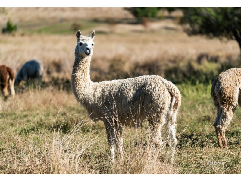 101 Ostrofskis Road, Mount Beppo QLD 4313