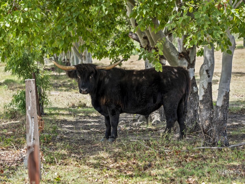 524 Turtle Creek Road, Harlin QLD 4306