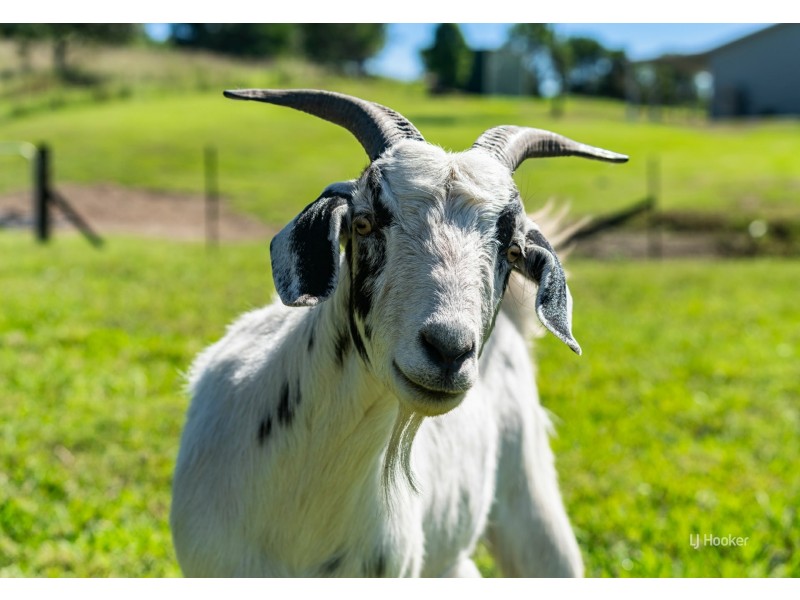 59 David Road, Taromeo QLD 4306