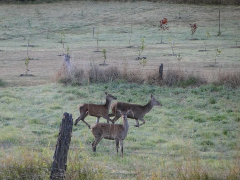 Lot 174 Nofz Lane, Coal Creek QLD 4312