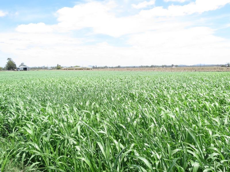 Atkinsons Dam QLD 4311