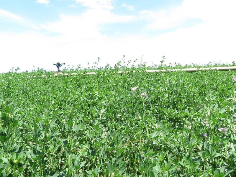 Atkinsons Dam QLD 4311