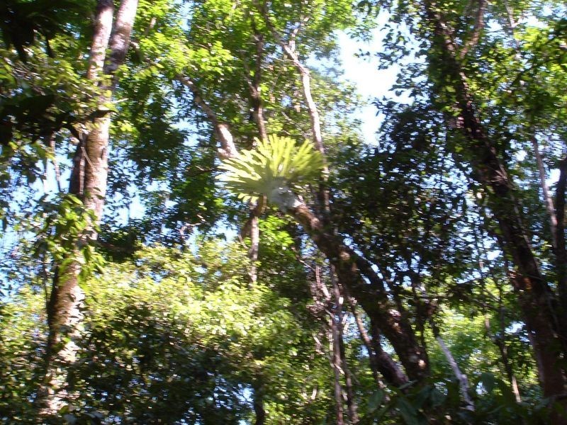 Lot 19 D’Aguilar Highway, Moore QLD 4306