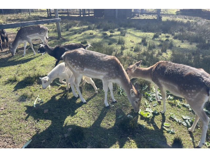 9 Muscios Road, Glenorie NSW 2157