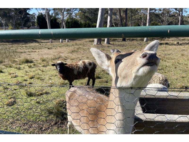 9 Muscios Road, Glenorie NSW 2157