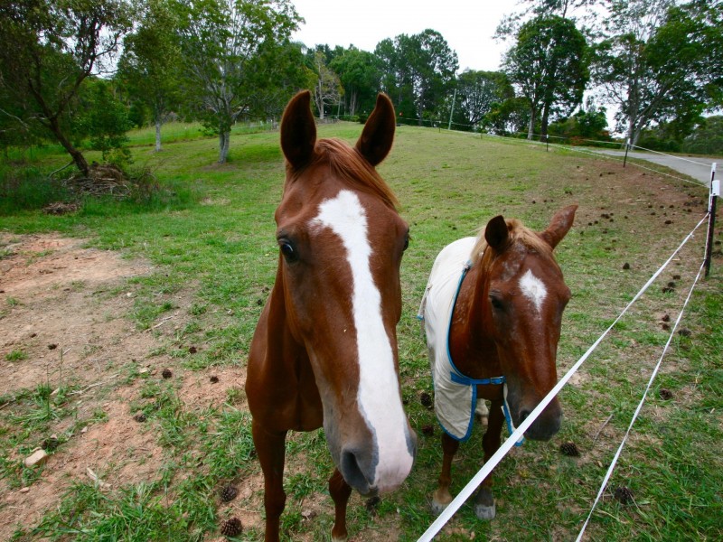 45 Green Valley Way, Piggabeen NSW 2486