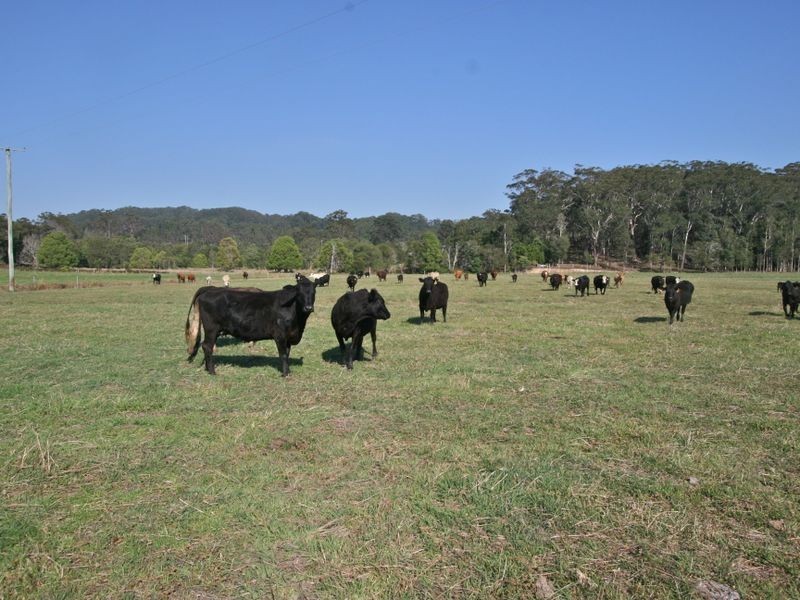 317 Round Mountain Road, Round Mountain NSW 2484