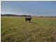 317 Round Mountain Road, Round Mountain NSW 2484