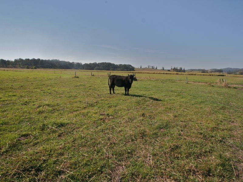 317 Round Mountain Road, Round Mountain NSW 2484
