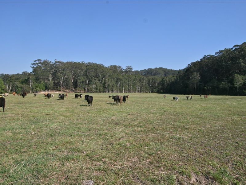 317 Round Mountain Road, Round Mountain NSW 2484