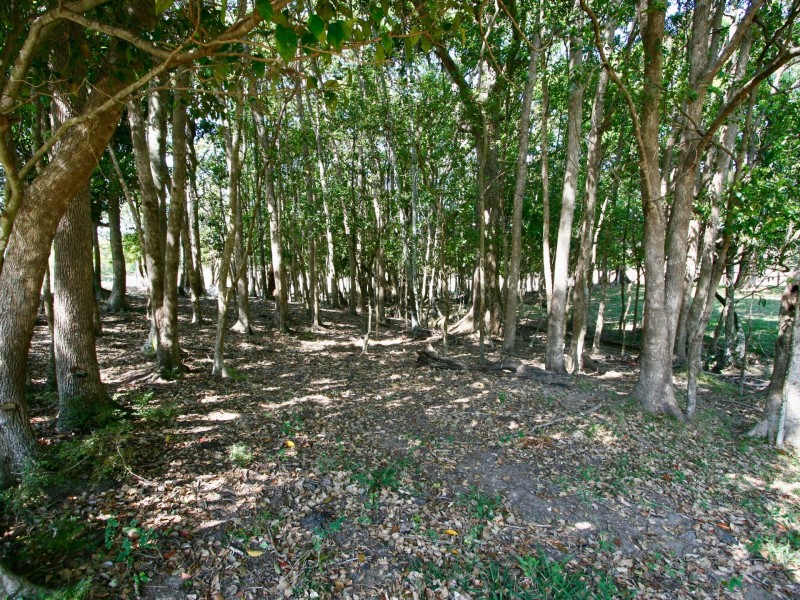 15 Pinetree Place, Piggabeen NSW 2486