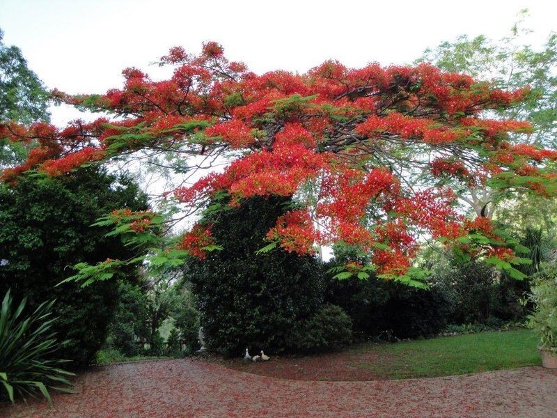 23 Slash Pine Rd, Carool NSW 2486