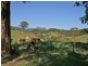 Crystal Creek NSW 2484