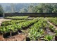 Piggabeen NSW 2486