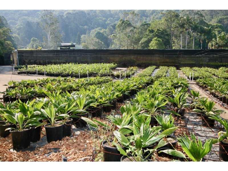 Piggabeen NSW 2486