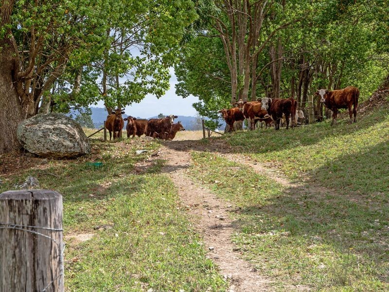 166 Duranbah Road, Duranbah NSW 2487