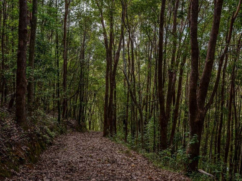 1094 Terranora Road, Tumbulgum NSW 2490