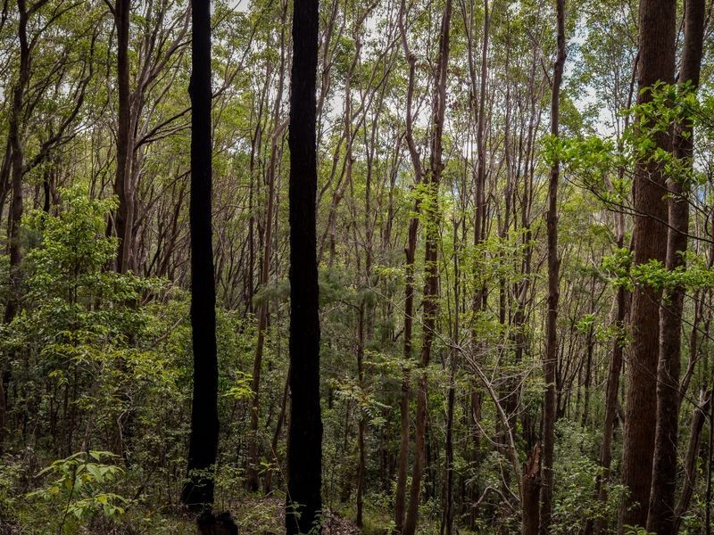 1094 Terranora Road, Tumbulgum NSW 2490