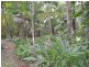 357 Limestone Creek Road, Yeppoon QLD 4703