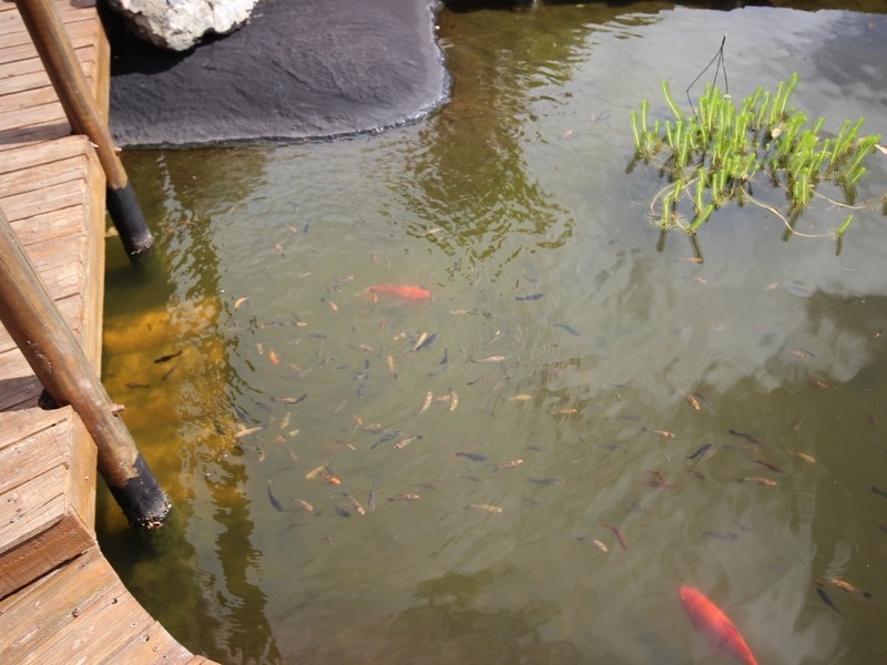 96 Crannys Road, Barlows Hill QLD 4703