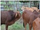 303 Bondoola Road, Bondoola QLD 4703