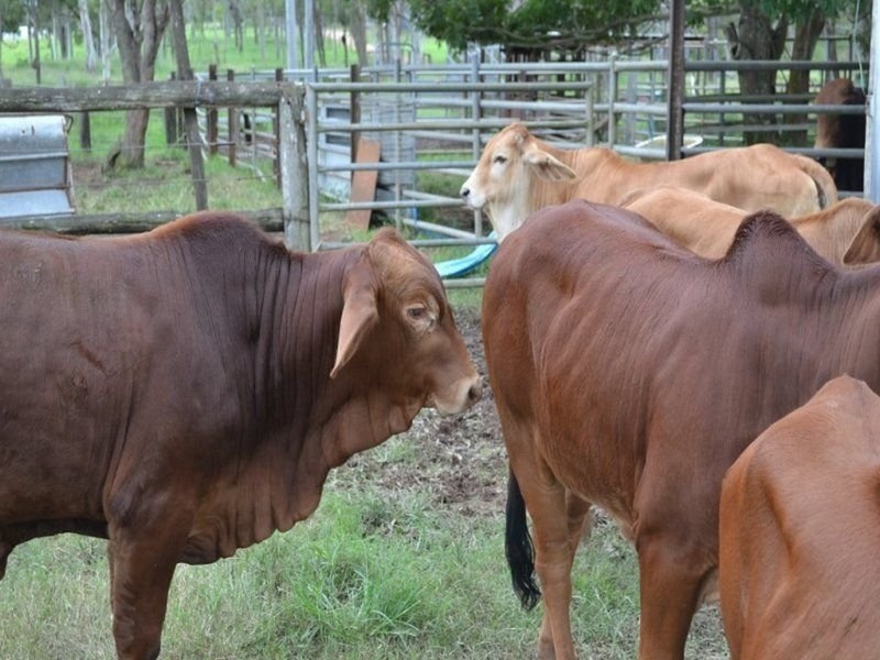 303 Bondoola Road, Bondoola QLD 4703