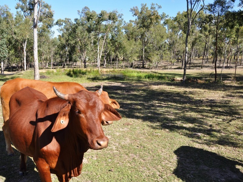 447 Tanby Road, Taroomball QLD 4703