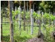 575 Woodbury Road, Woodbury QLD 4703