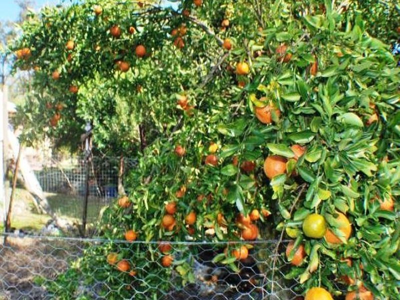 52 Vanderspek Road, Bondoola QLD 4703