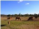 1306 Old Byfield Road, Cobraball QLD 4703