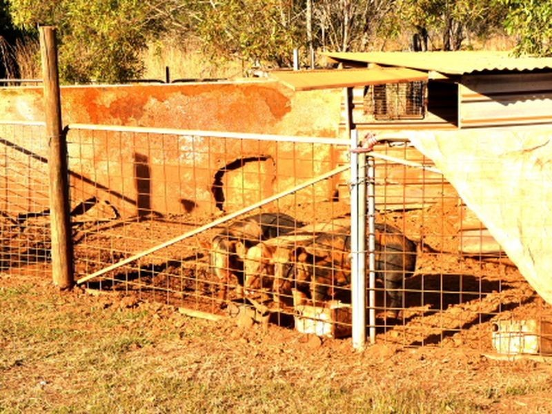 1306 Old Byfield Road, Cobraball QLD 4703