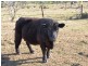 1306 Old Byfield Road, Cobraball QLD 4703