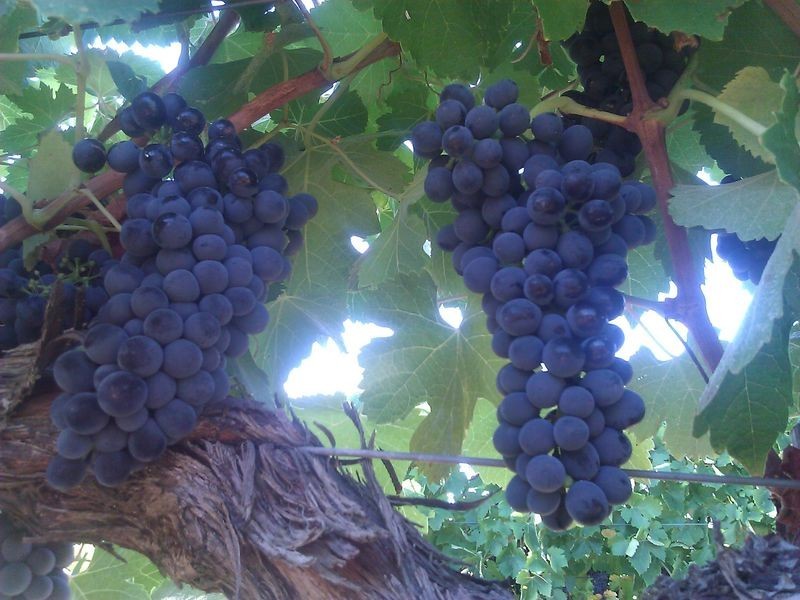 295 Sugarloaf Road, Great Western VIC 3377