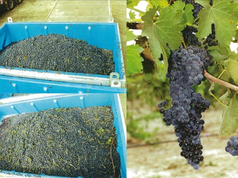 295 Sugarloaf Road, Great Western VIC 3377