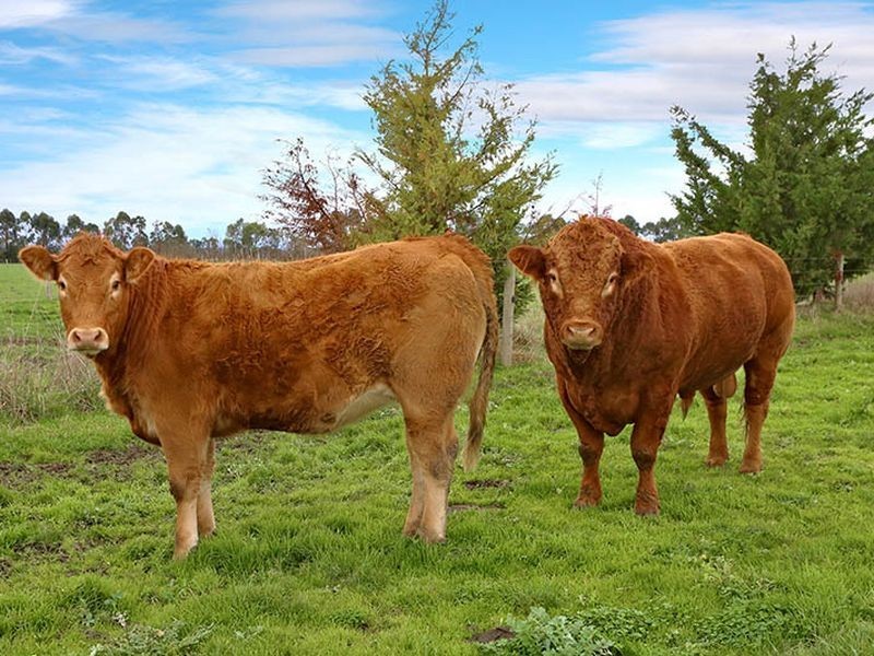 385 Koo Wee Rup- Longwarry Road, Longwarry VIC 3816