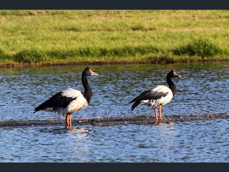 Lot 2 2 Randall Avenue, Edithvale VIC 3196