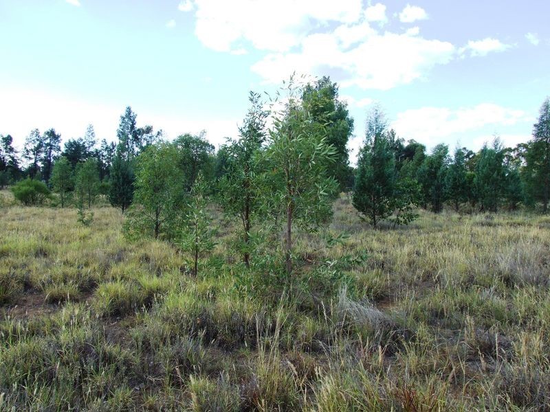 LOT 17 BANJARRA DRIVE, Charleville QLD 4470
