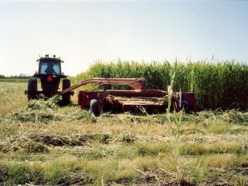 0 Begonia Road, Roma QLD 4455