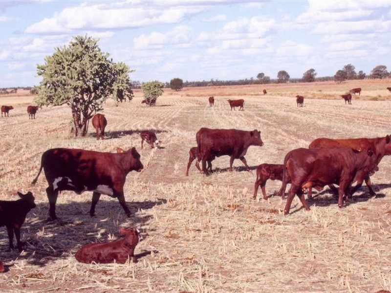 0 Begonia Road, Roma QLD 4455