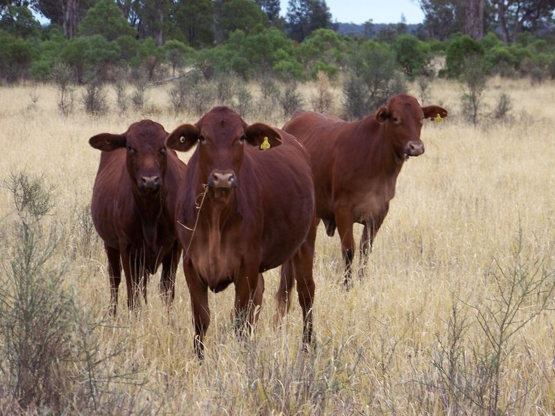 Maranoa Road, Surat QLD 4417