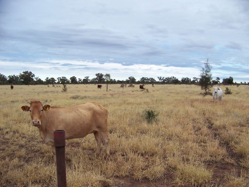 Maranoa Road, Surat QLD 4417