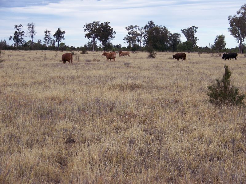 Maranoa Road, Surat QLD 4417