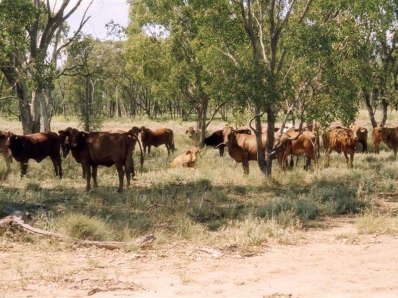 Dunkeld Road, Roma QLD 4455