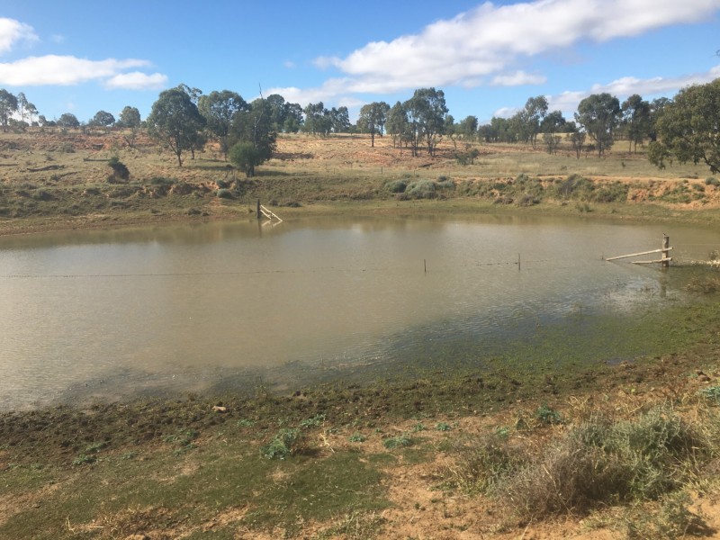 407 Lanreef Road, Roma QLD 4455