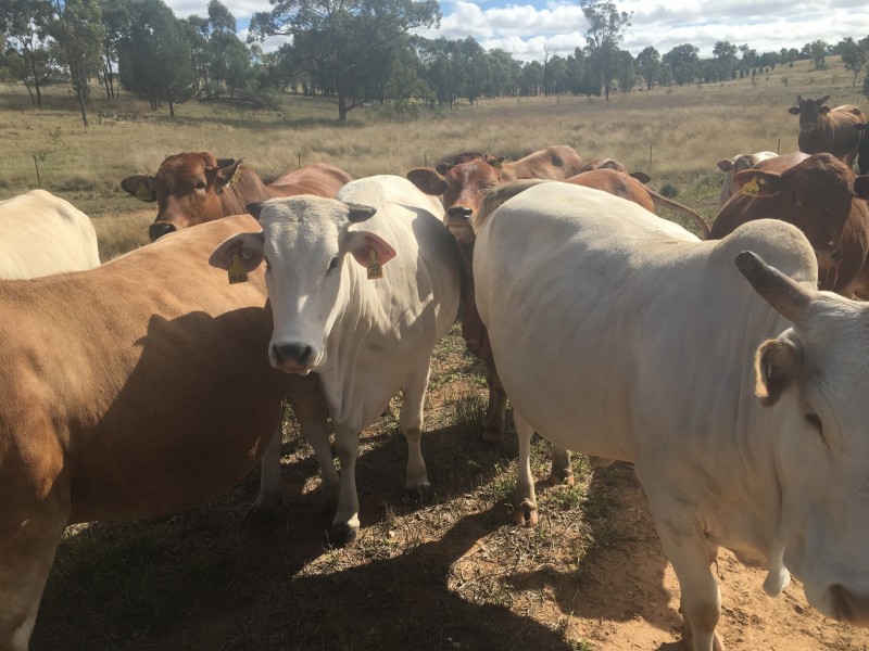 407 Lanreef Road, Roma QLD 4455