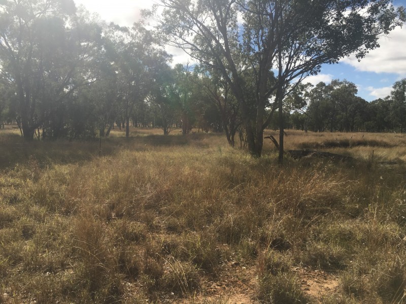 407 Lanreef Road, Roma QLD 4455