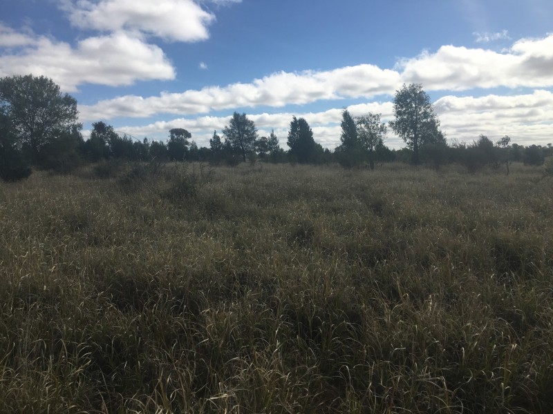 407 Lanreef Road, Roma QLD 4455