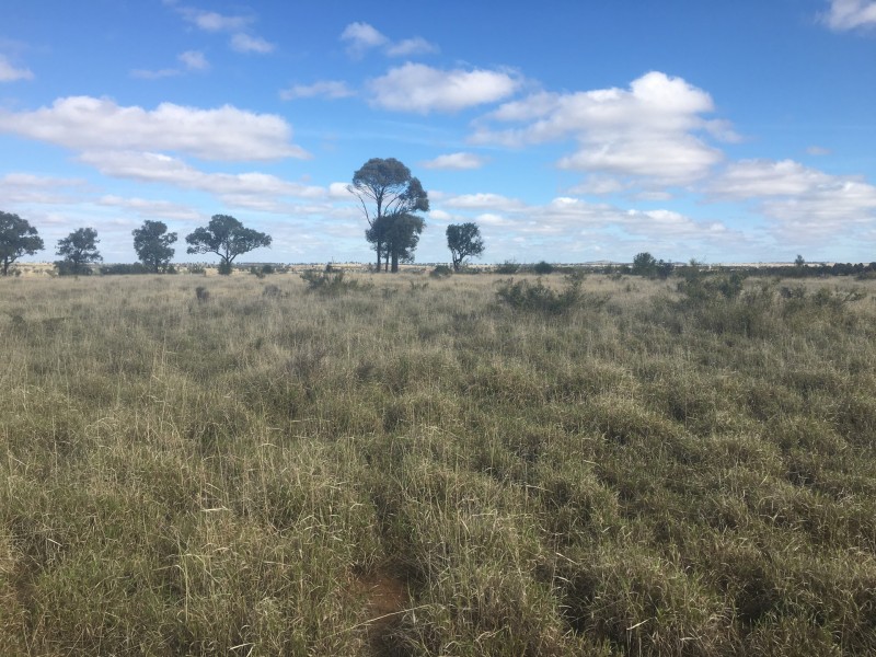 407 Lanreef Road, Roma QLD 4455