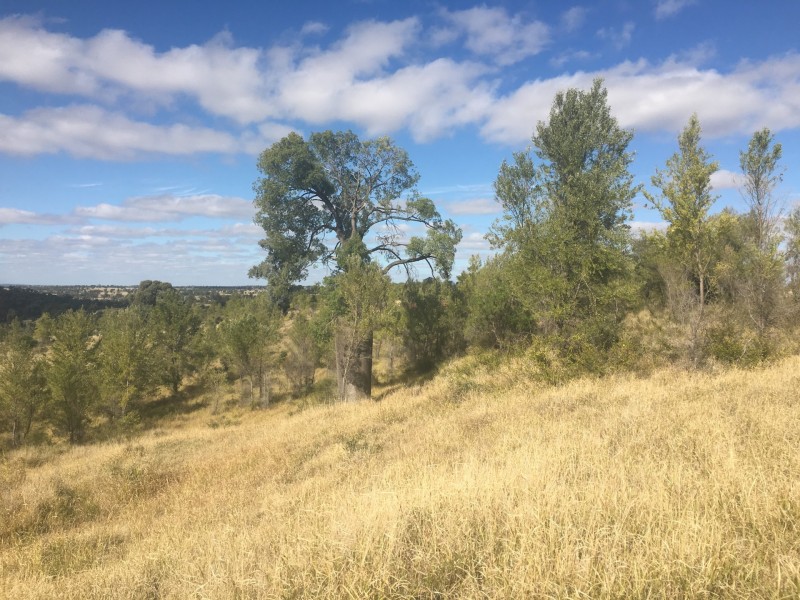 407 Lanreef Road, Roma QLD 4455