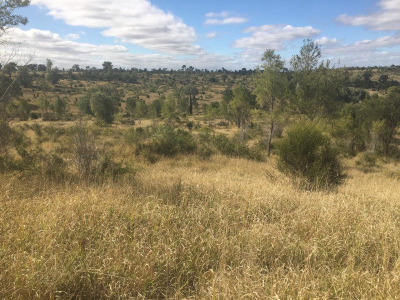 407 Lanreef Road, Roma QLD 4455